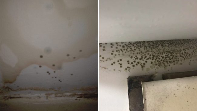 Bristol man left living in damp