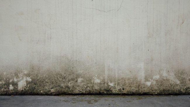 mouldy wall mouldy wall