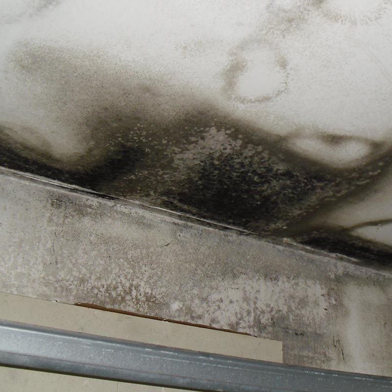mold-on-ceiling