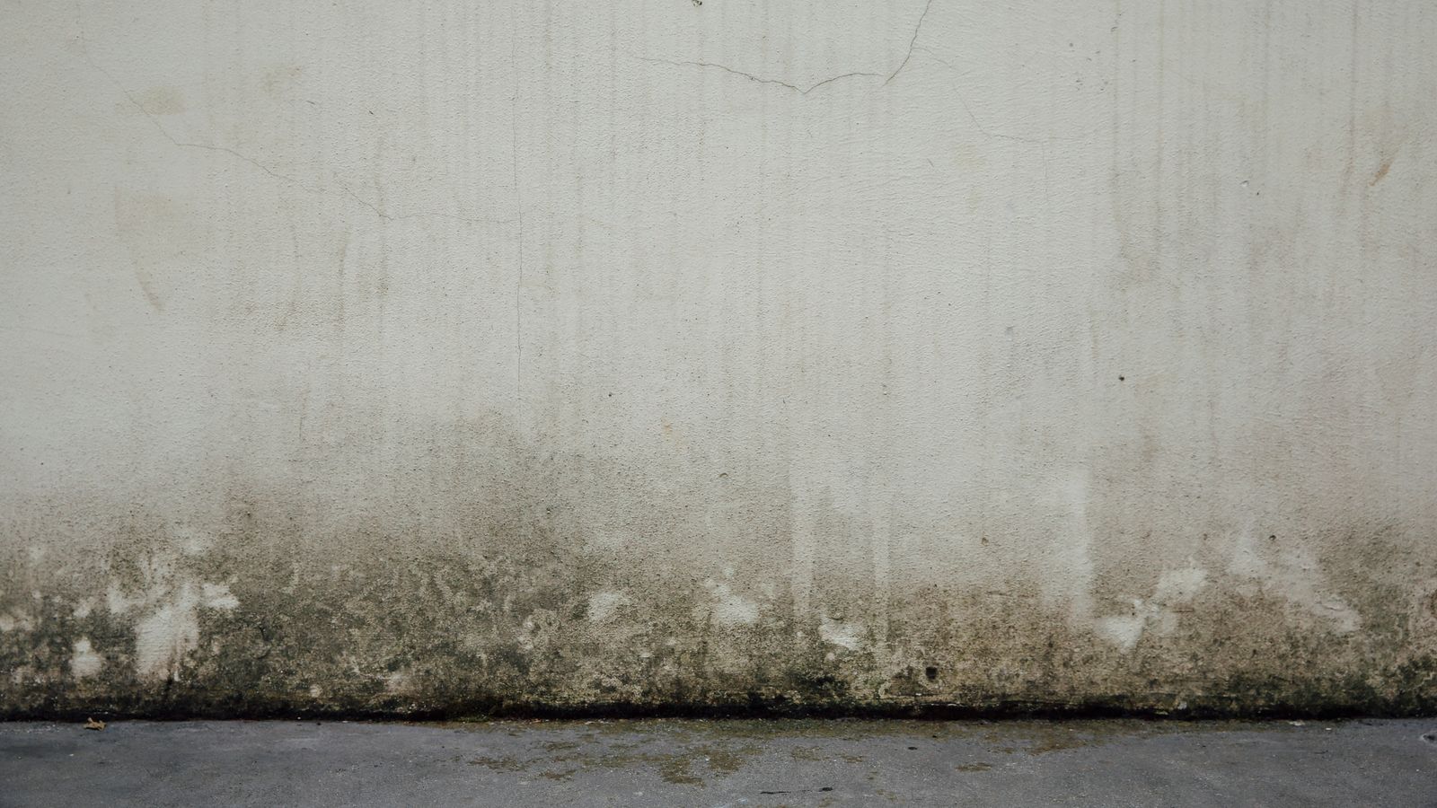 mouldy wall mouldy wall